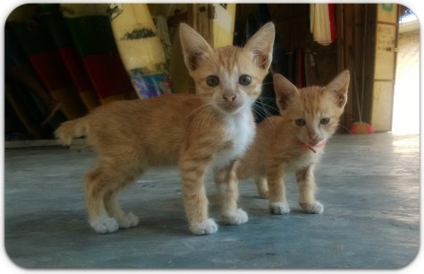 Miren la cola de los gatos!!!