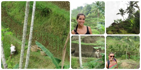 Terrazas de arroz - Ubud